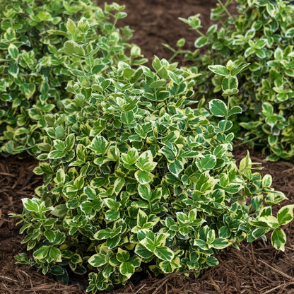 Moonshadow™ Euonymus (Euonymus fortunei &