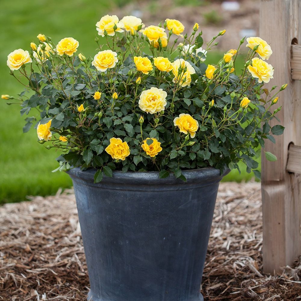 Rose Yellow Brick Road (Rosa E.E &