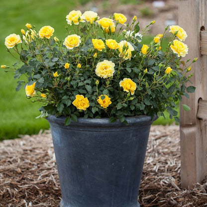 Rose Yellow Brick Road (Rosa E.E &