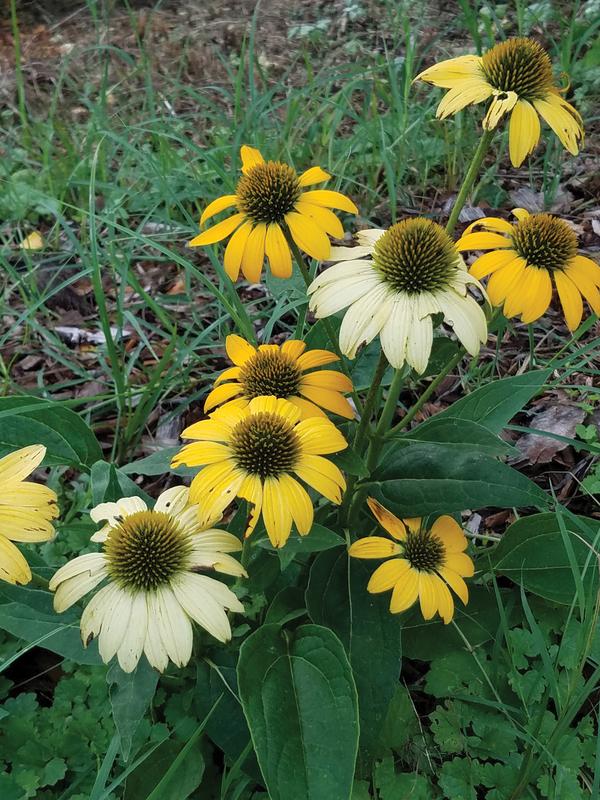 Mellow Yellows Coneflower (Echinacea purpurea &