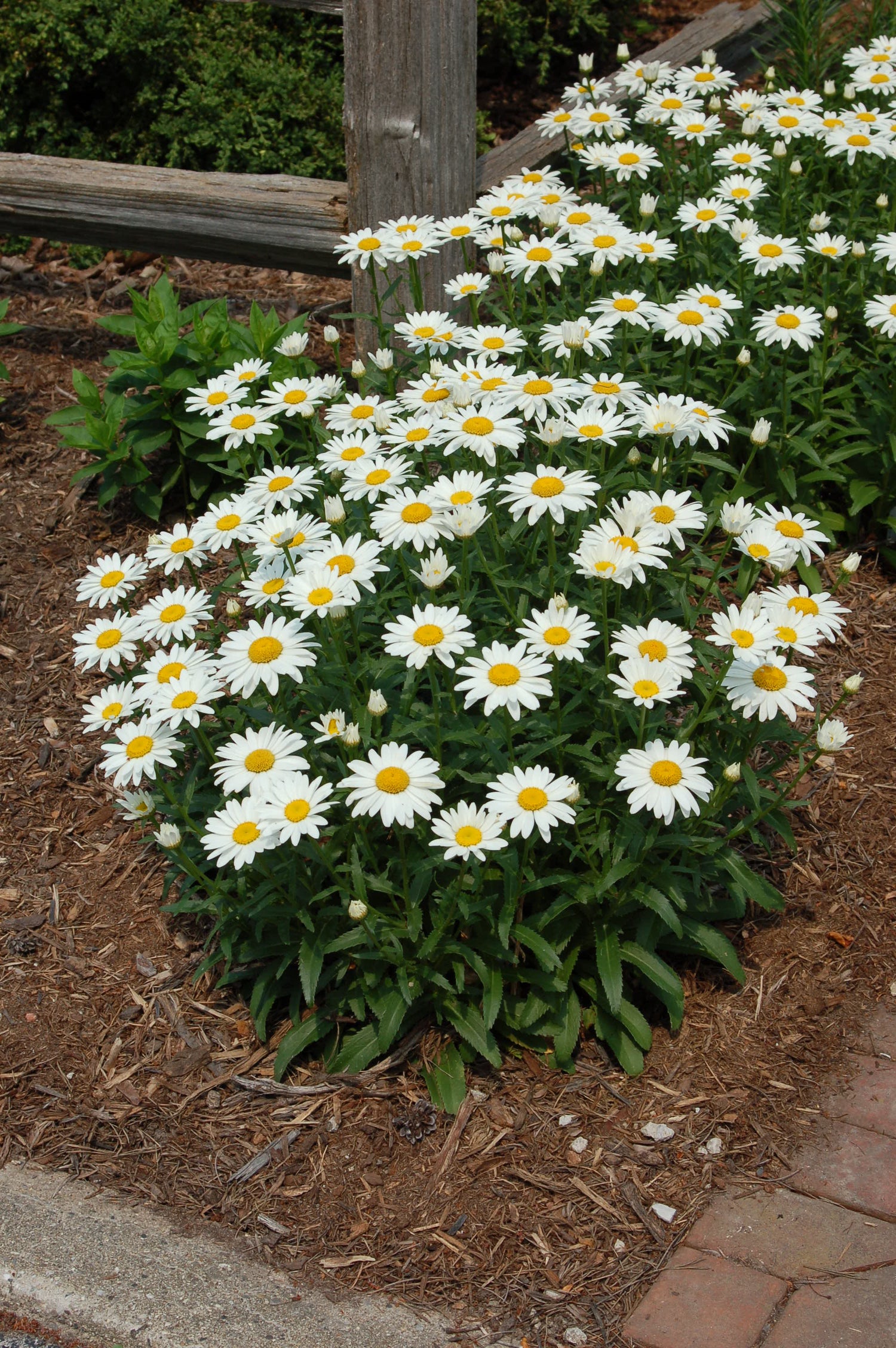 Snow Lady Shasta Daisy (Leucanthemum x superbum &
