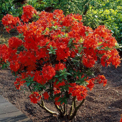 Gibraltar Azalea (Azalea &