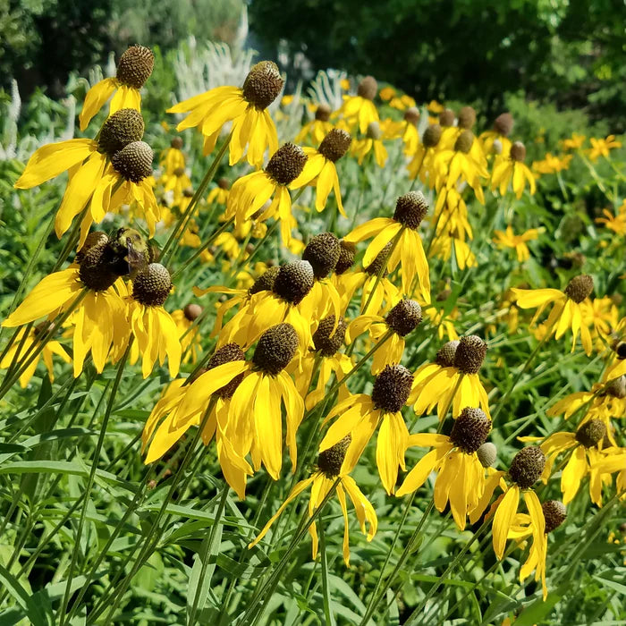 Prairie Coneflower (Ratibida pinnata) - 1 gallon