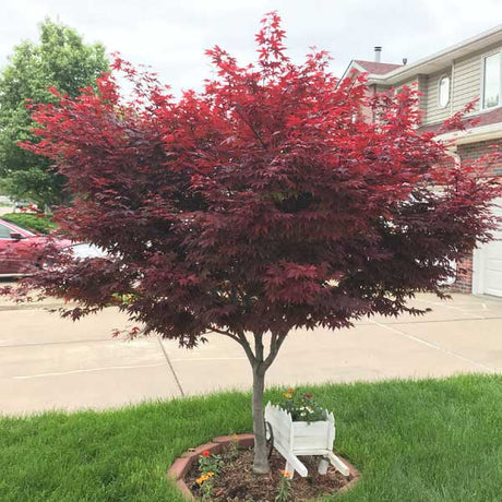 Crimson Prince Japanese Maple (Acer palmatum &