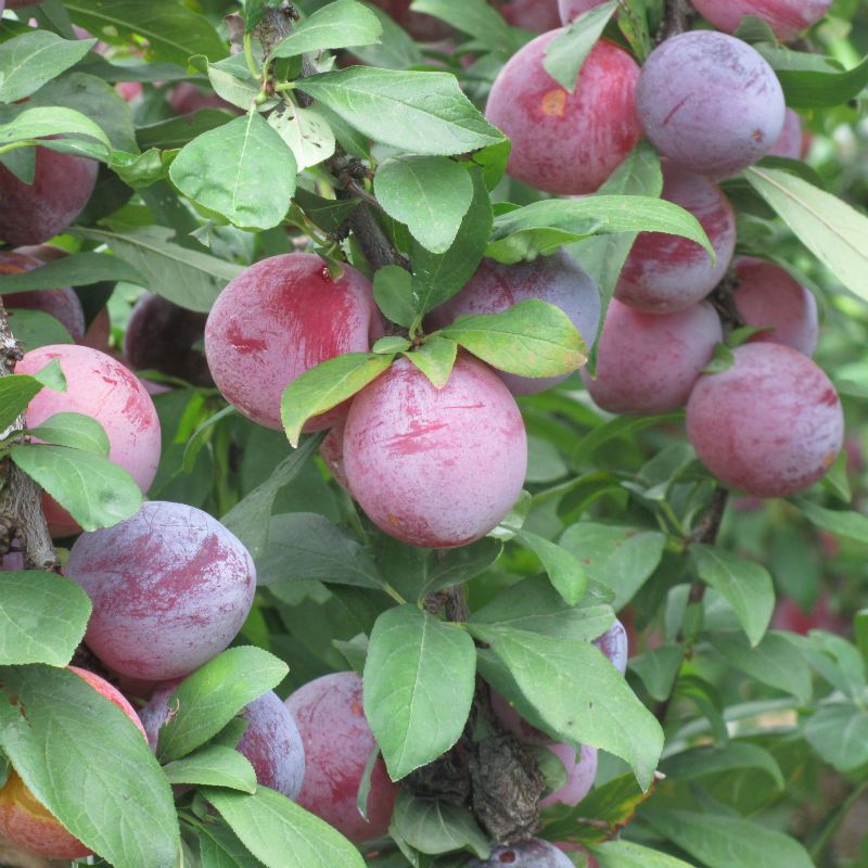 Alderman Plum Tree (PRUNUS FRUIT-X. ALDERMAN) - 3 gallon 36" TREE