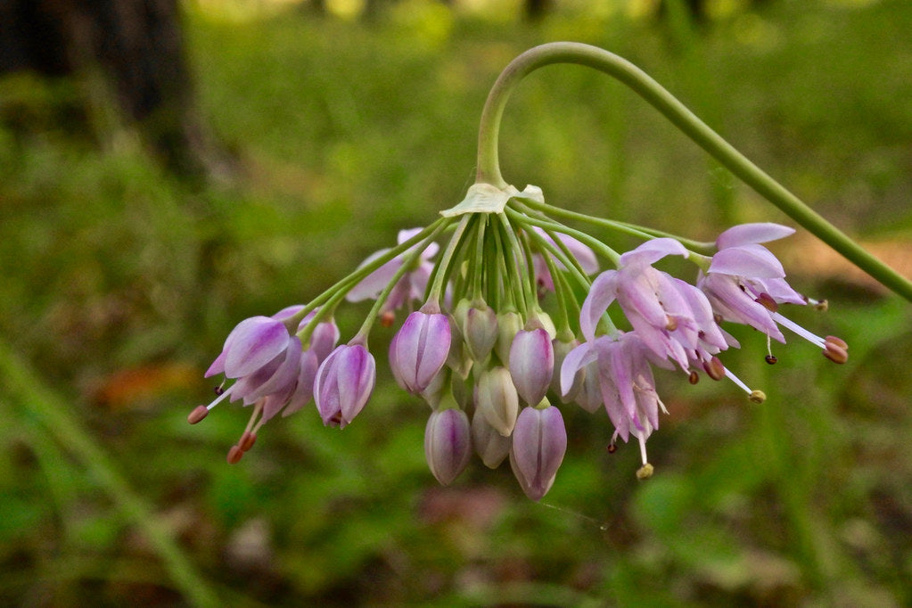Nodding Onion (Allium cernuum) - 1 gallon
