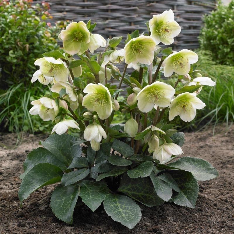 Moondance Lenten Rose (Helleborus &