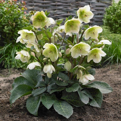 Moondance Lenten Rose (Helleborus &