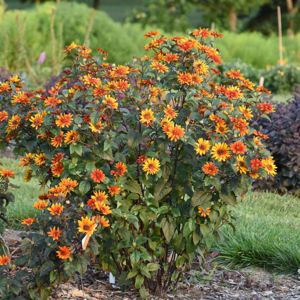 False Sunflower (Heliopsis helianthoides &