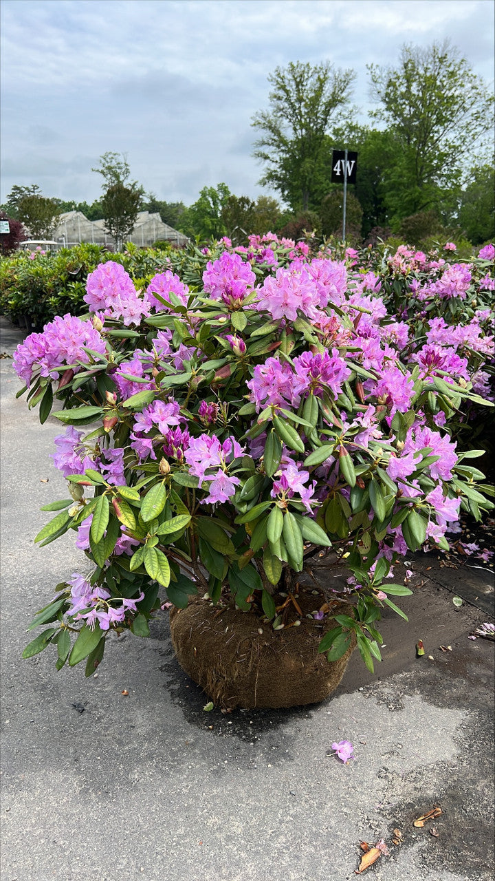 Purpureum Elegans Rhododendron (Rhododendron purpureum &