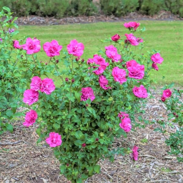 Magenta Chiffon® Rose of Sharon (Hibiscus syriacus &
