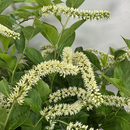 Little Henry® Sweetspire (Itea virginica &