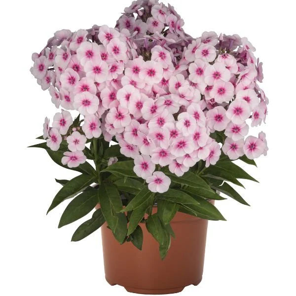 Flame® Pro Baby Doll Garden Phlox (Phlox paniculata &