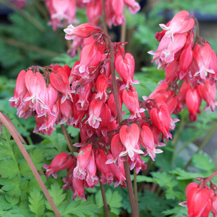King of Hearts Bleeding Heart (Dicentra king &