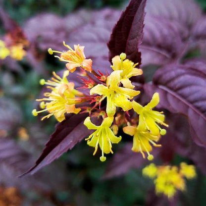 Nightglow® Bush Honeysuckle (Diervilla sessilifolia &