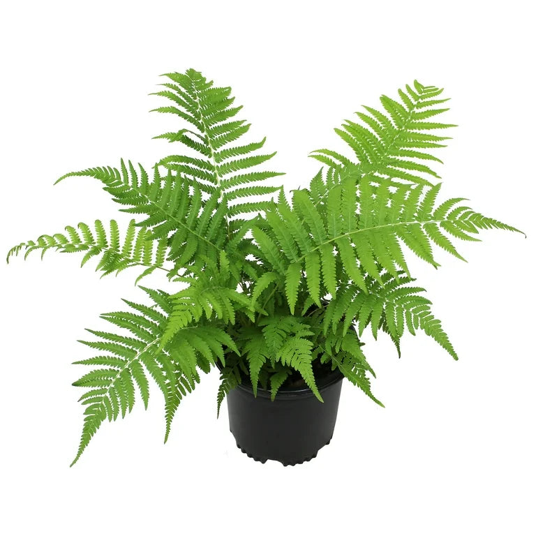 Beautiful Wood Fern (Dryopteris &
