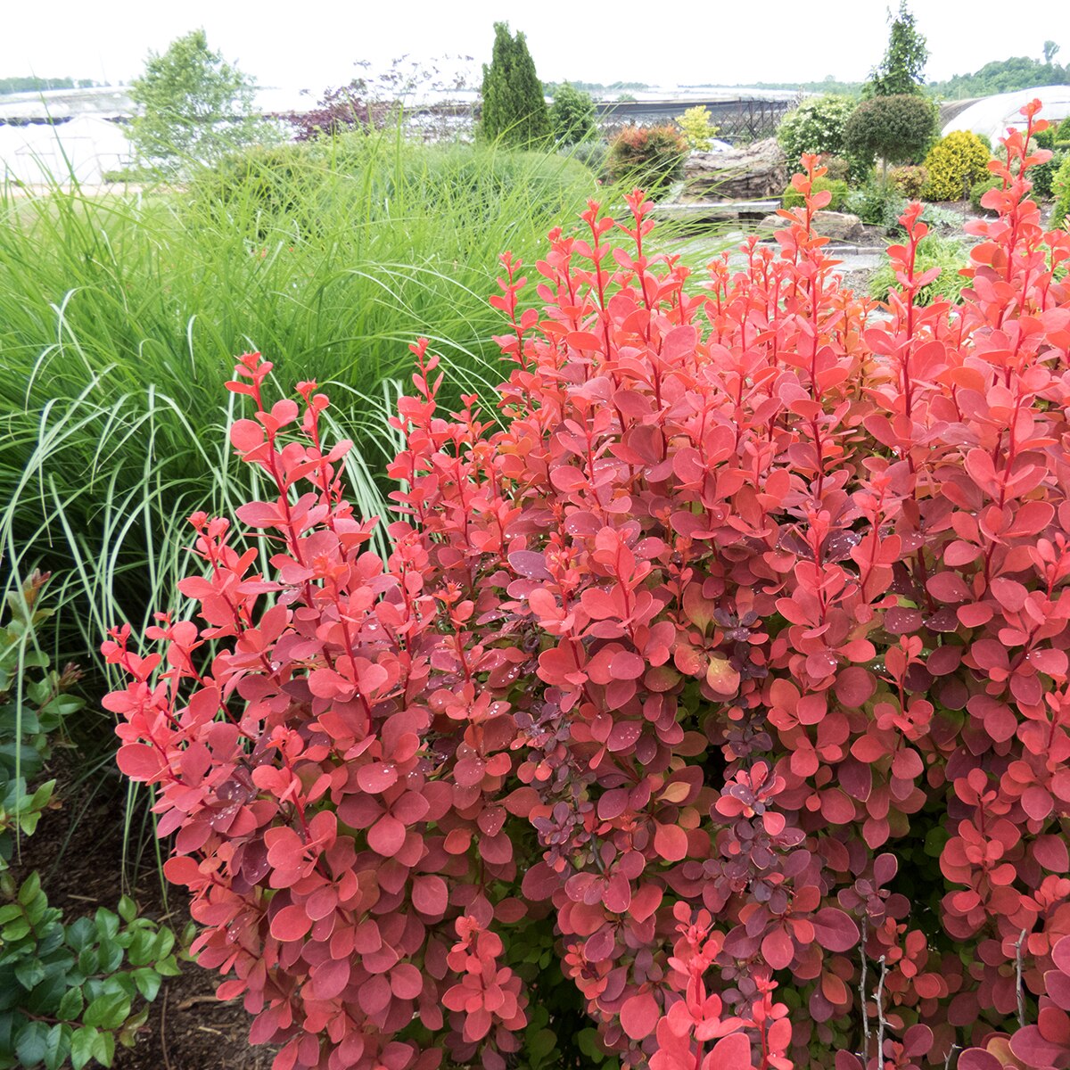 Orange Rocket Barberry (Berberis thunbergii &
