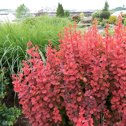 Orange Rocket Barberry (Berberis thunbergii &