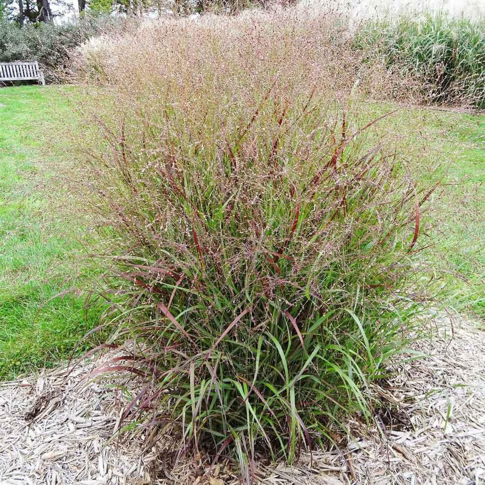 Shenandoah Switch Grass (Panicum virgatum &