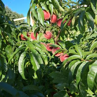 Babcock Peach Tree (Prunus persica &