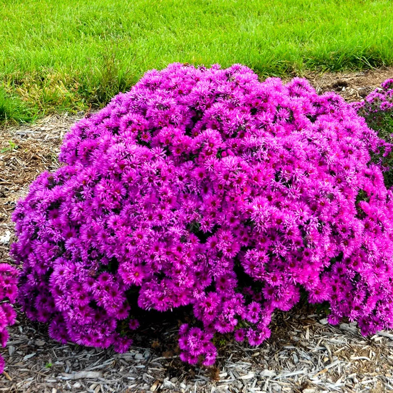 Pink Crush New England Aster (Aster &