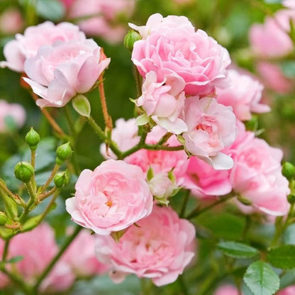 New Dawn Climbing Rose (Rosa CL &