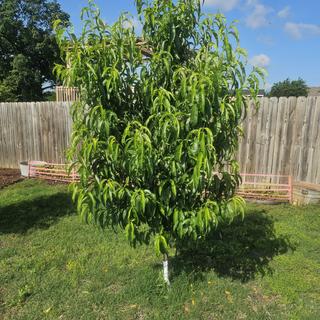 Flavortop Nectarine Tree (Prunus persica var. nucipersica &