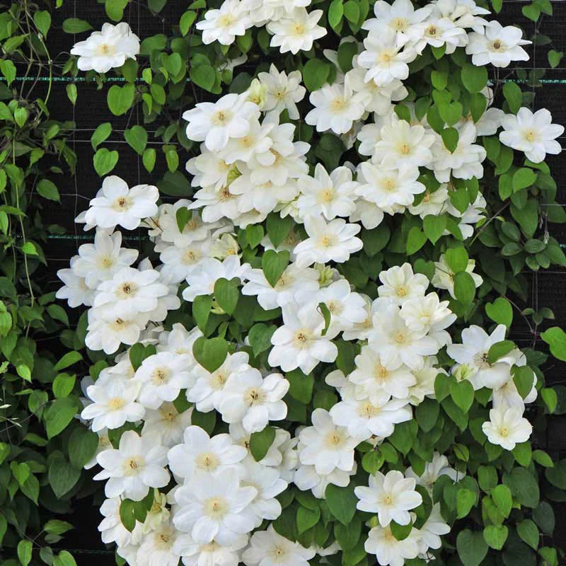 Guernsey Cream Clematis (Clematis guernsey &