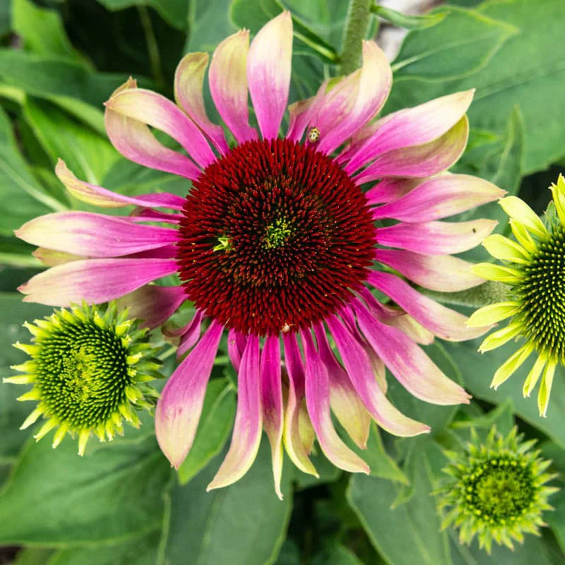 Echinacea Green Twister Coneflower (Echinacea purpurea &