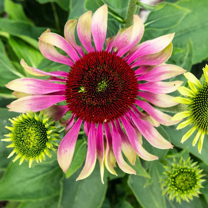 Echinacea Green Twister Coneflower (Echinacea purpurea &