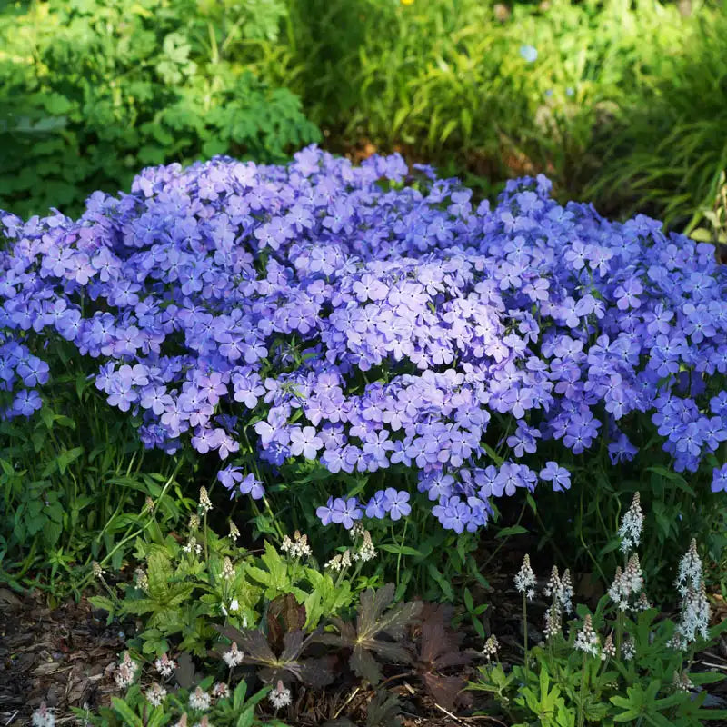 Blue Moon Phlox (Phlox D &