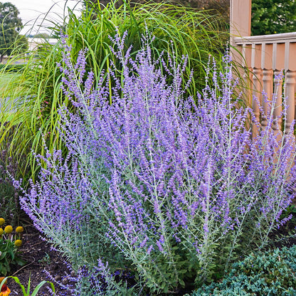Blue Jean Baby Russian Sage (Perovskia atriplicifolia &