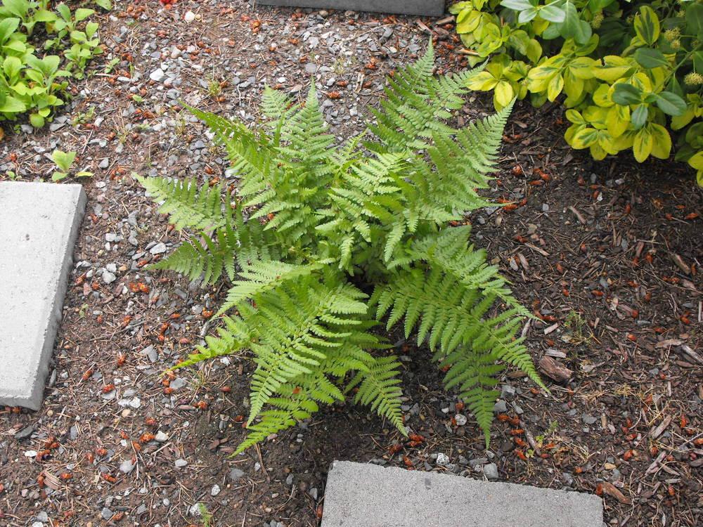 Robust Male Fern (Dryopteris filix-mas undulata &