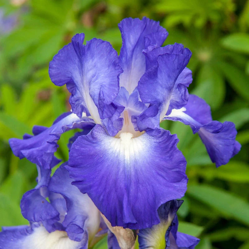 City Lights Reblooming Bearded Iris (Iris germanica &