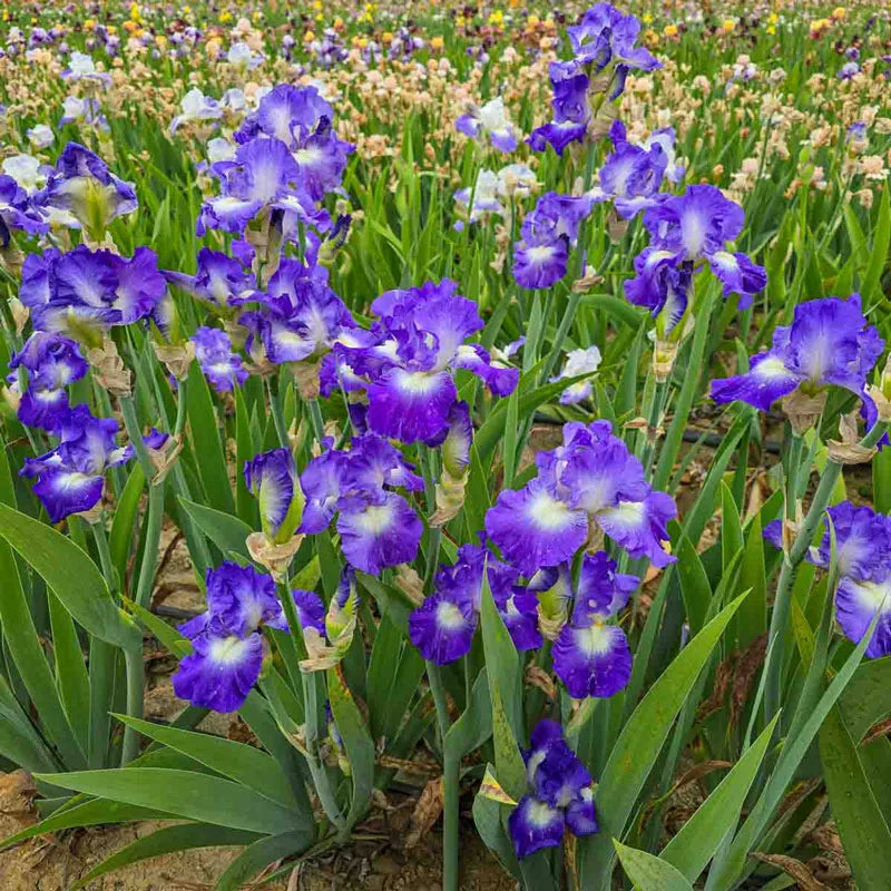 City Lights Reblooming Bearded Iris (Iris germanica &