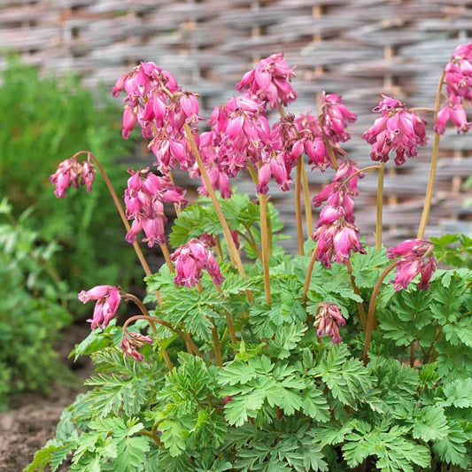 Luxuriant Bleeding Heart (Dicentra x &