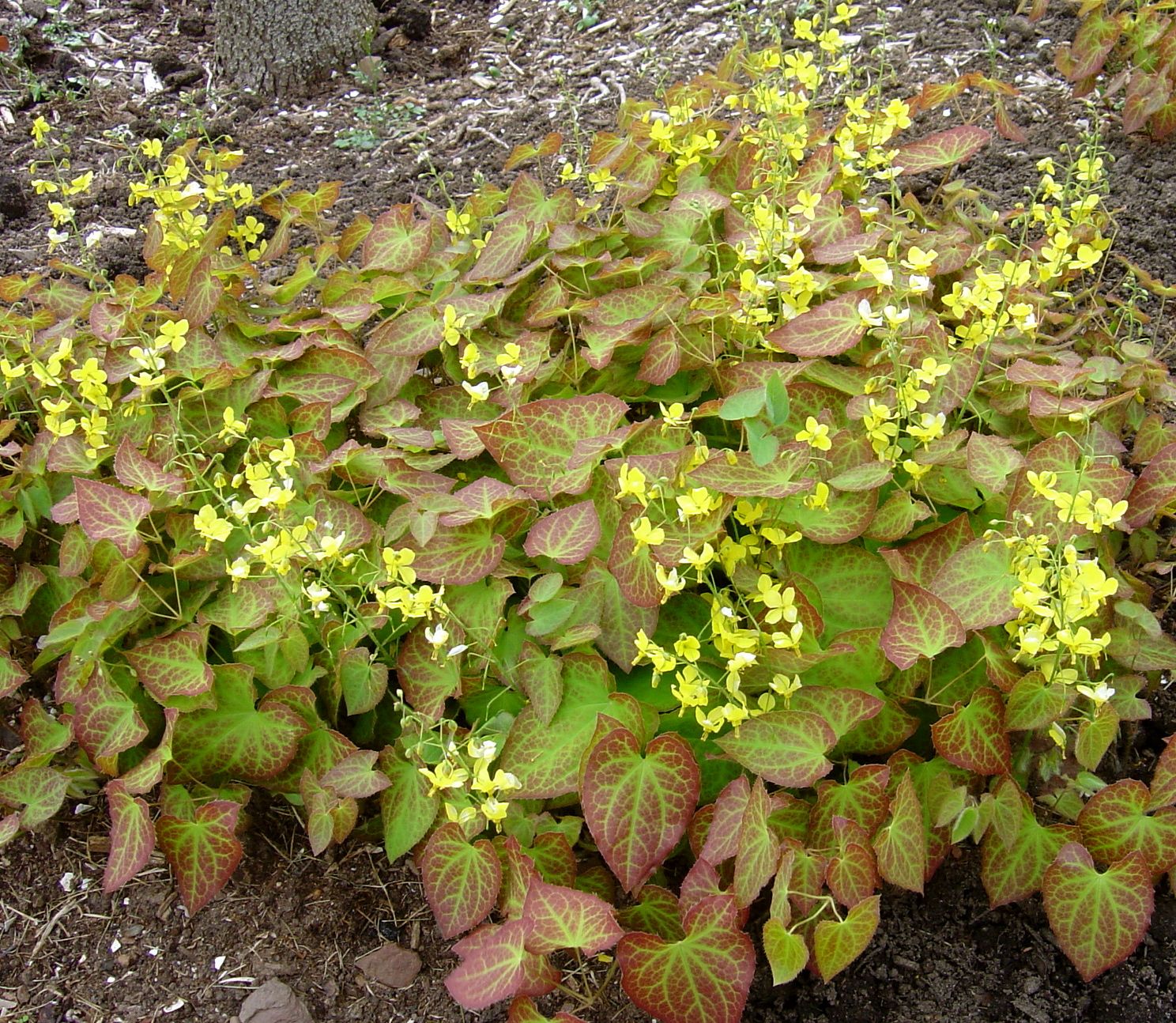 Yellow Barrenwort (Epimedium x perralchinum &
