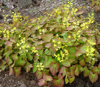 Yellow Barrenwort (Epimedium x perralchinum &