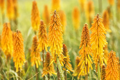 Mango Popsicle Dwarf Poker (Kniphofia  &