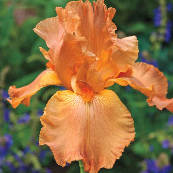 Iris &