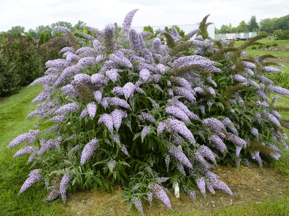 Lavender Cascade Butterfly Bush (Buddleia &