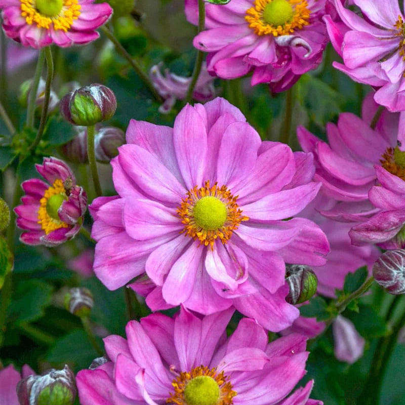 Curtain Call Pink Japanese Anemone (Anemone &