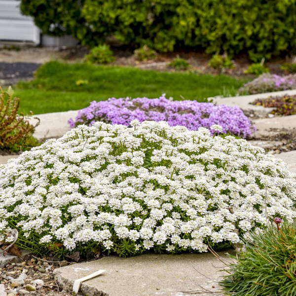Alexander’s White Candytuft (Iberis sempervirens &