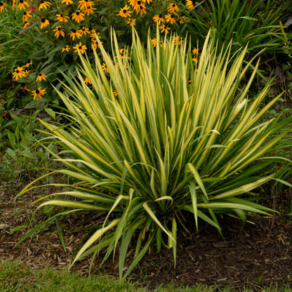 Variegated Adam&