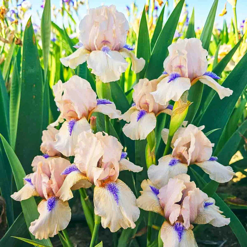 Concertina Reblooming Bearded Iris (Iris germanica &