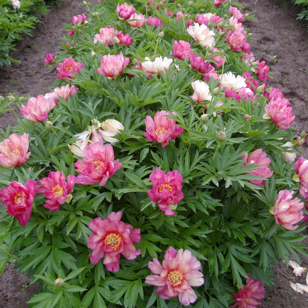 Julia Rose Itoh Peony (Paeonia x &