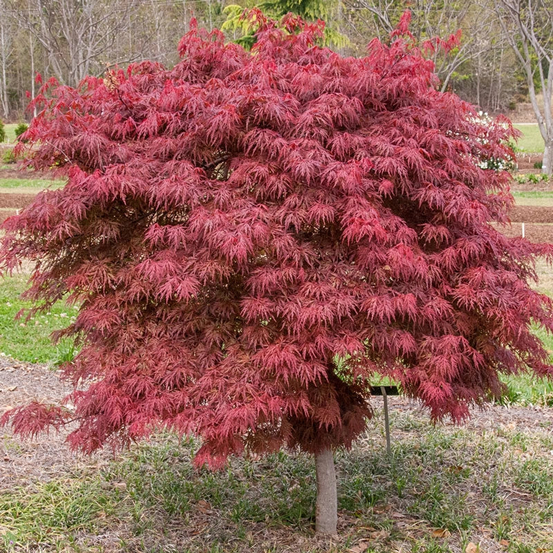Tamukeyama Japanese Maple (Acer palmatum var. dissectum &