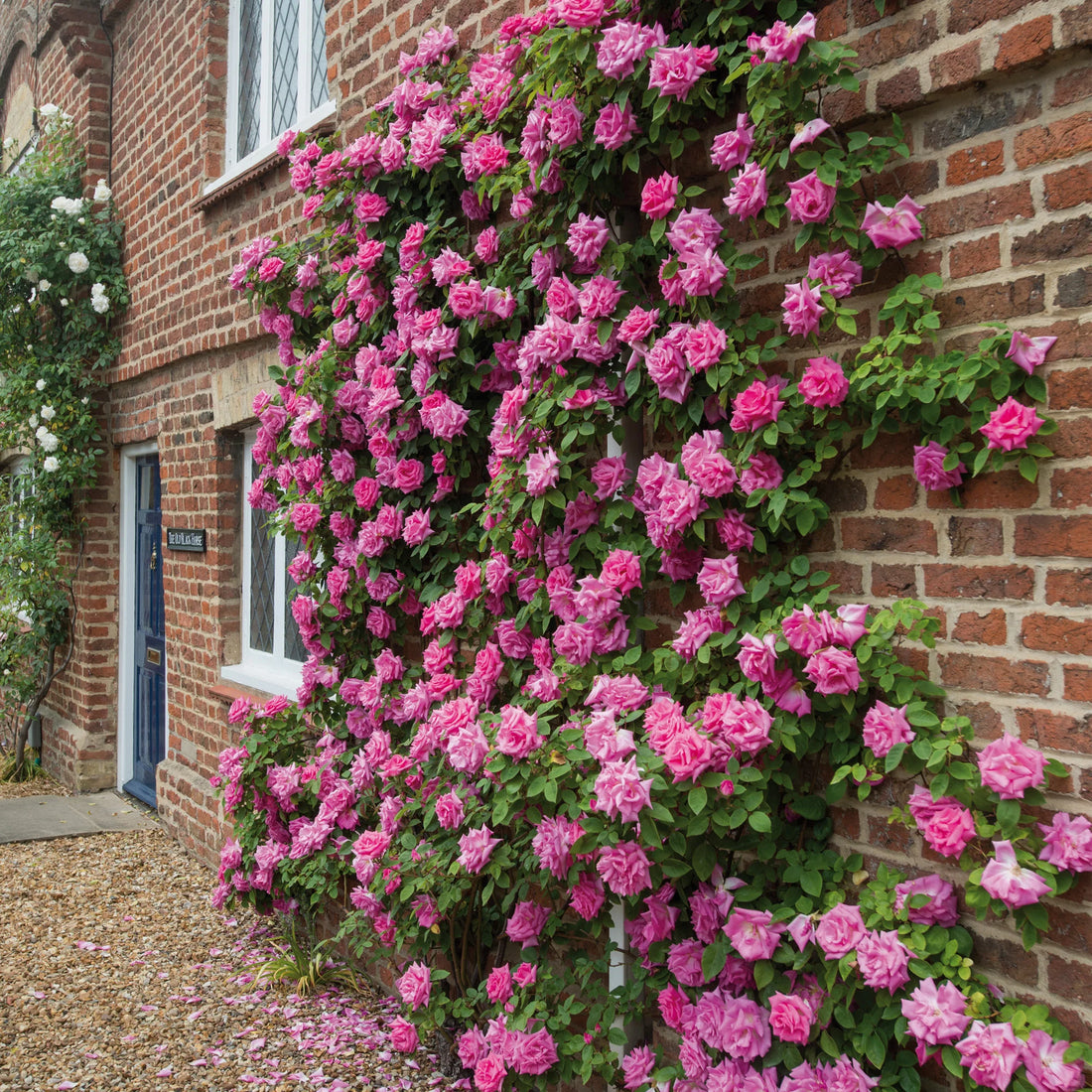 Zephirine Drouhin Climbing Rose (Rosa CL &