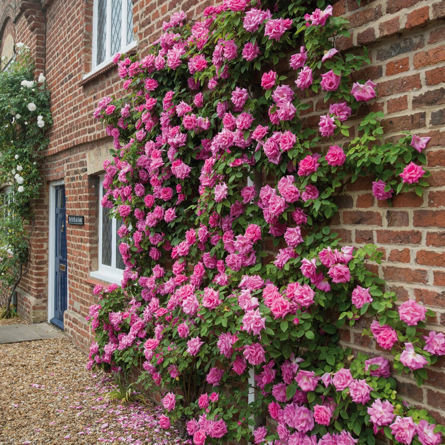 Zephirine Drouhin Climbing Rose (Rosa CL &