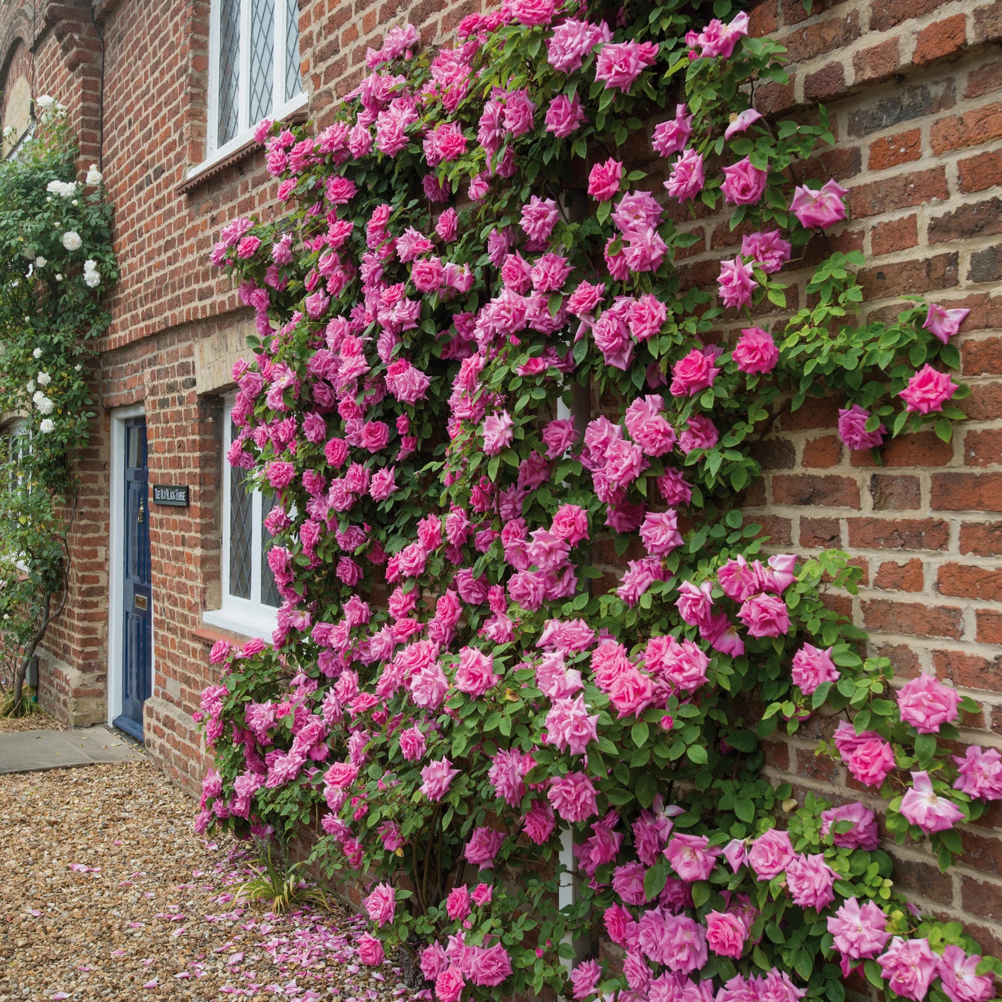 Zephirine Drouhin Climbing Rose (Rosa CL &
